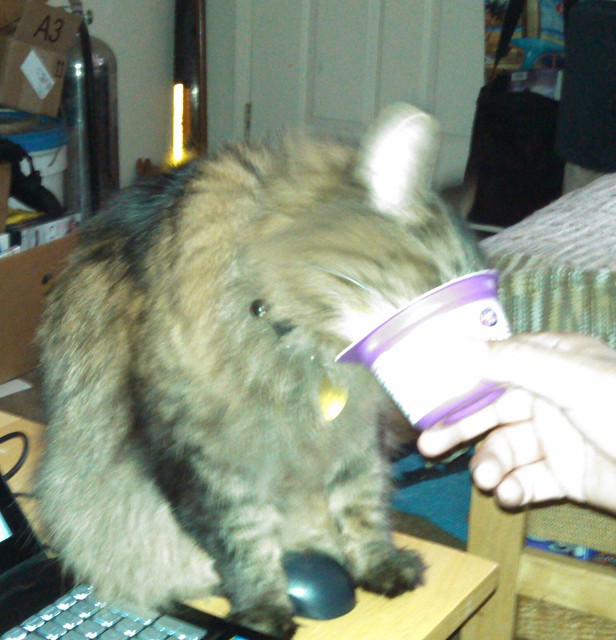 Bailey and His Yogurt