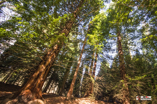 Monumento de los sequoias