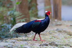 藍腹鷴 Swinhoe's Pheasant