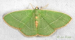 Moths Part 5 #6256 - 7648 Geometridae
