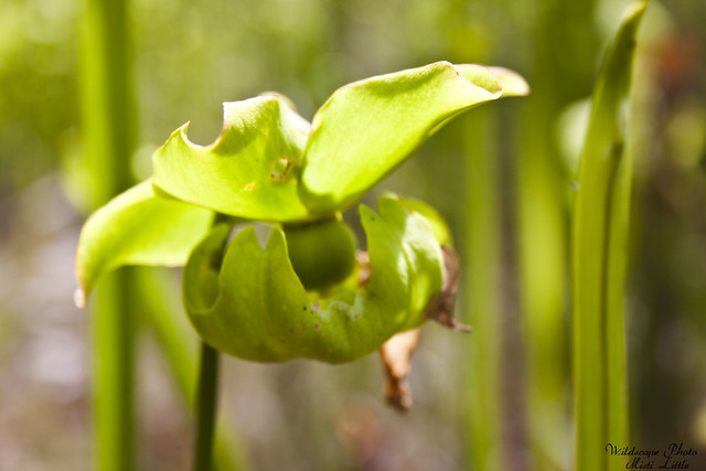 pitcherplants2