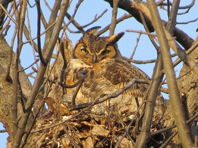 Great Horned Owl at Evergreen Lake Comlara Park in McLean County