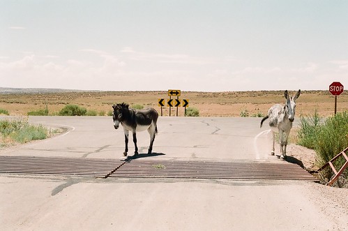 lost in utah with only donkeys to ask directions from