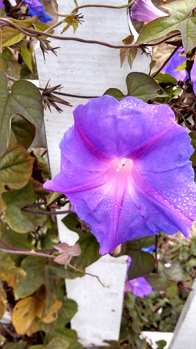 Morning Glory with dew 7-27-13