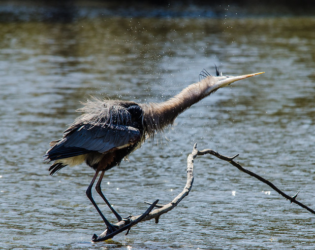  Heron Shakes It - Swift Creek Reservoir, Midlothian, VA by Paul Diming