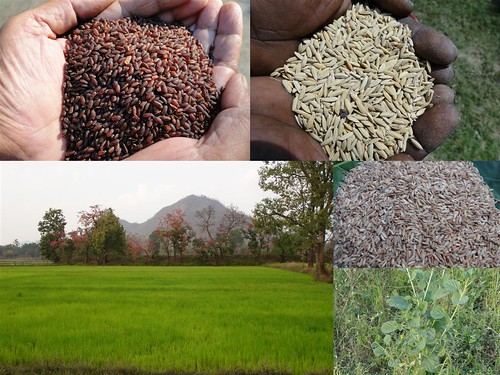 Validated and Potential
Medicinal Rice Formulations for Diabetes Type 2 and Leukemia Complications (TH
Group-200) from Pankaj Oudhia’s Medicinal Plant Database