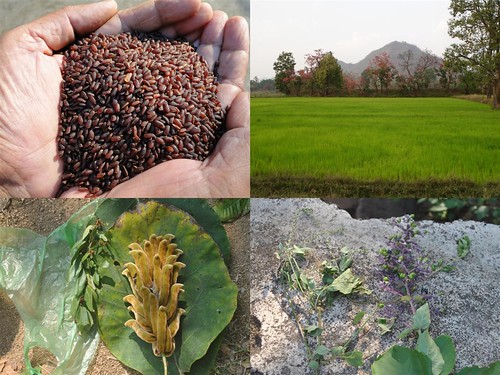 Validated and Potential Medicinal Rice Formulations for Glossopharyngeal neuralgia and/with Diabetes mellitus Type 2 Complications (TH Group-264) from Pankaj Oudhia’s Medicinal Plant Database by Pankaj Oudhia