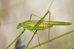 Orthoptera - Katydid