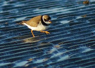 Semipalmated
 Plover