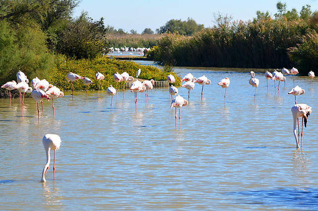 Flamingoes, Ornithological Park, Saintes Maries de la Mer, Camargue, France