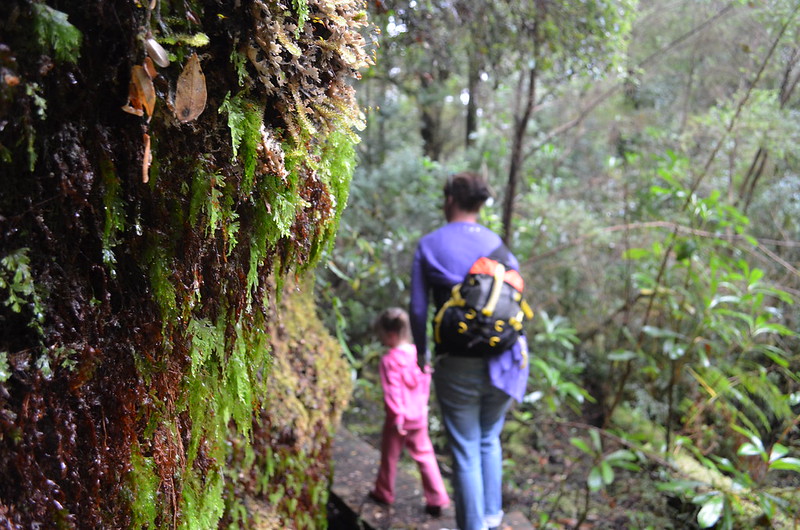It's the minor details that are the most beautiful on Whyte River Walk - Tarkine Wilderness - Corinna - Tasmania