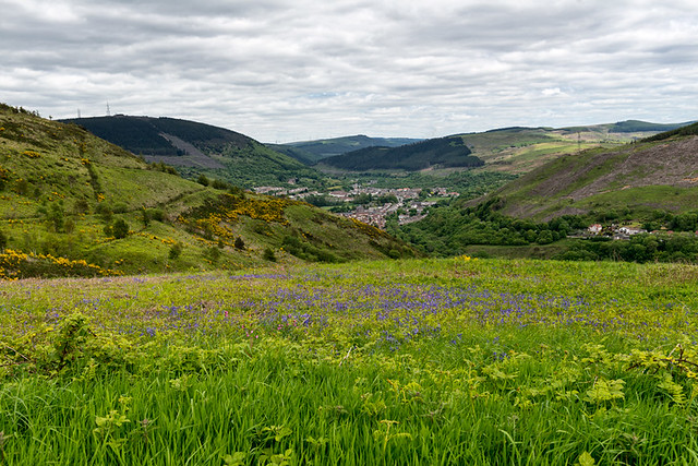 Looking-over-the-bluebells-to-cwmavon