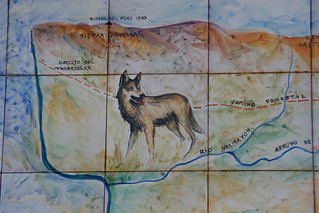 lobo en un azulejo en la Sierra de Andújar