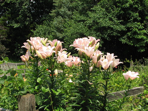 lilies in the fenced garden