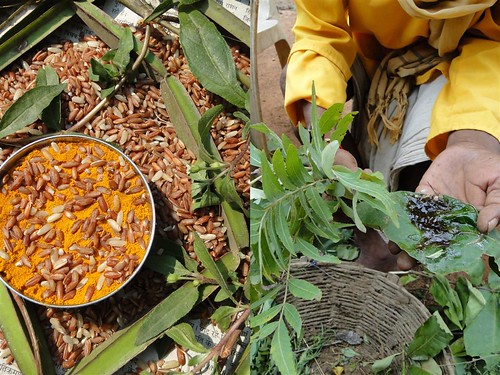 Medicinal Rice Formulations for Diabetes Complications and Heart Diseases (TH Group-29) from Pankaj Oudhia’s Medicinal Plant Database by Pankaj Oudhia