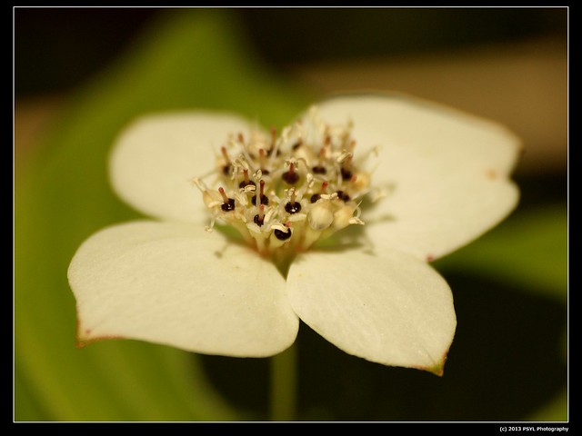 Bunchberry (Cornus canadensis)