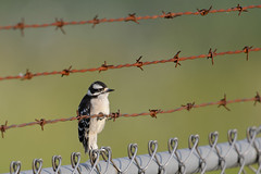 Downy Woodpecker-47206.jpg by Mully410 * Images