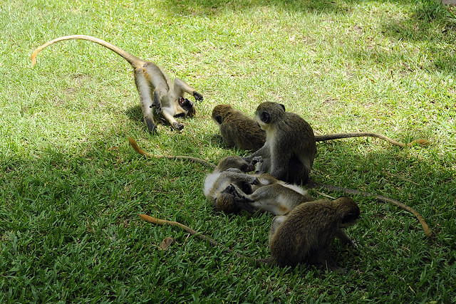 Green vervet monkeys, The Gambia