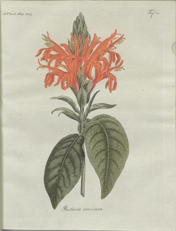 Justicia coccinea (hand-coloured botanical engraving courtesy kulturerbe niedersachsen)