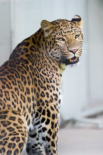 Leopardess looking back at me by Tambako the Jaguar