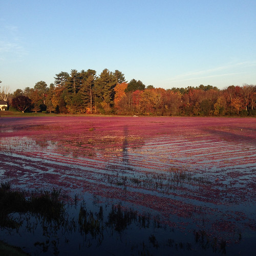 Cranberries are floated after they are picked. Photo by Jeff LaFleur of Mayflower Cranberries used with permission.