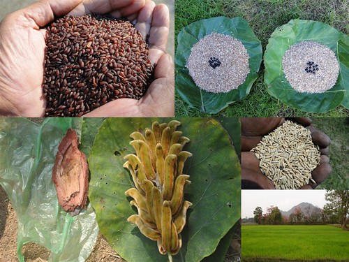 Validated and Potential Medicinal Rice Formulations for Hypertension (High Blood Pressure) and/with Diabetes mellitus Type 2 Complications (TH Group-284) from Pankaj Oudhia’s Medicinal Plant Database by Pankaj Oudhia