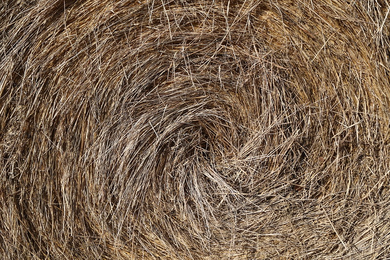 Day 37: Hay (02/06/14)