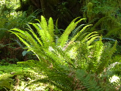 Maple Glade Rain Forest Trail