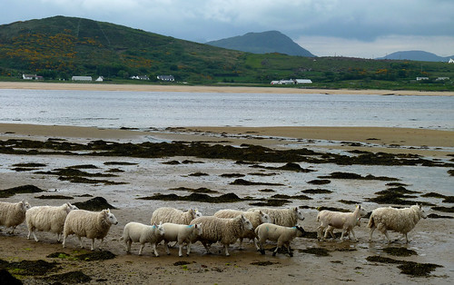 Sheep and seaweed, Donegal
