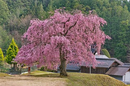 【写真】2013 桜 : 常照皇寺