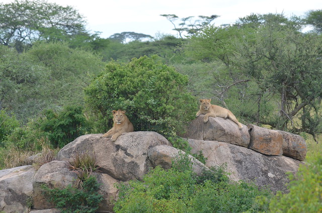 Parque nacional del Serengeti. Día 3 - Tanzania y Zanzíbar 2013 (en construcción) (1)