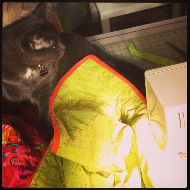 Andre doesn't seem to understand that I need to move the quilt in order to bind it.