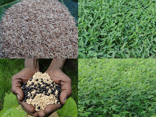 Validated Medicinal Rice Formulations for Diabetes (Madhumeh) and Cancer Complications and Revitalization of Pancreas (TH Group-137) from Pankaj Oudhia’s Medicinal Plant Database by Pankaj Oudhia