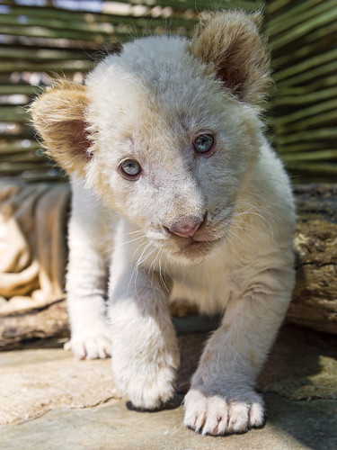 Shy white lion cub coming to me by Tambako the Jaguar