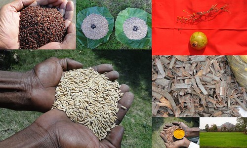 Validated and Potential Medicinal Rice Formulations for High Blood Pressure (Hypertension) with Diabetes mellitus Type 2 (शर्करा रोग या मधुमेह) Complications (TH Group-366 special) from Pankaj Oudhia’s Medicinal Plant Database by Pankaj Oudhia