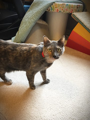 Maddie the foster cat: [ADOPTED]