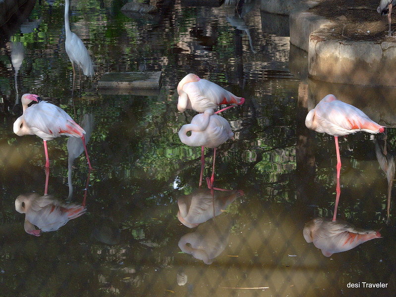 Hyderabad Zoo Park Flamingos standing on one leg 