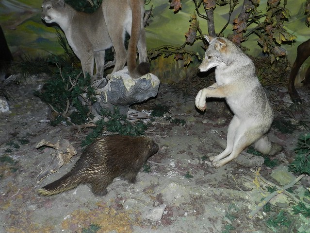 Parc Animalier des Pyrénées - Museo