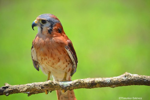 Falco sparverius dominicensis