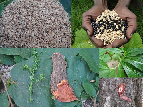 Indigenous Medicinal Rice Formulations for Liver, Heart and Kidney Diseases and Cancer and Diabetes Complications (TH Group-115) from Pankaj Oudhia’s Medicinal Plant Database by Pankaj Oudhia