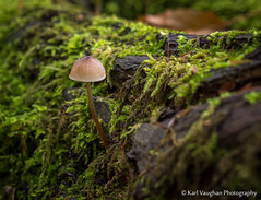 Mushrooms & Funghi