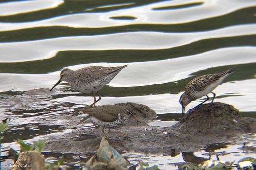 White-rumped, Spotted & Stilt Sandpipers