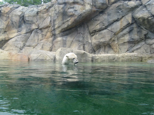 A Polar bear enjoys a relaxing swim at Chicago's Brookfield zoo.  Chicago Illinois.  Saturday, June 8th, 2013. by Eddie from Chicago