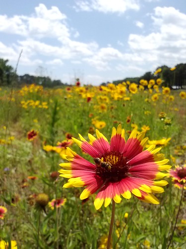 This wildflower field at Dirt Works Incubator Farm, on John’s Island, in Charleston, S.C., provides important habitat for pollinator species. Photo by Nikki Seibert, Lowcountry Local First.