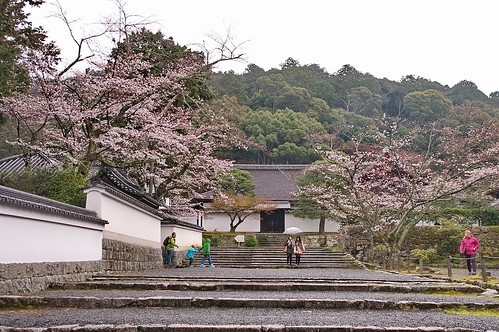 【写真】桜 : 南禅寺