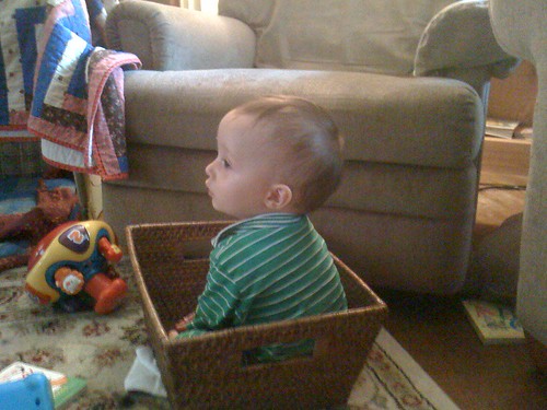 Henry in basket