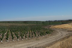 			Klaus Naujok posted a photo:	Photos taken of vineyard outside Brentwood for lens comparison taken with Sony DT 18-55mm.
