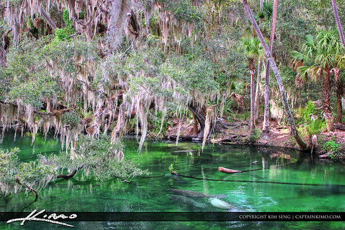 Blue-Springs-State-Park-Manatees-in-River by Captain Kimo