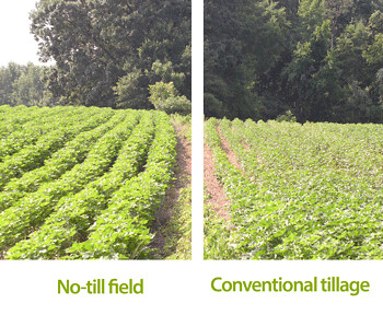 Bartt McCormack uses cover crops and no-till to improve yields on his Tennessee farm.