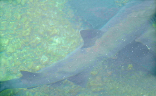 White tipped Reef Shark